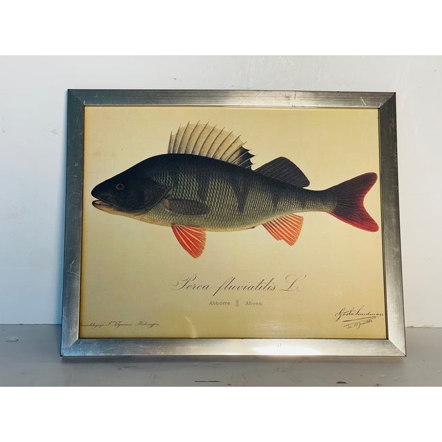 Coastal Vintage German Fish Chromolithograph Framed For Sale - Image 3 of 6