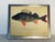 Coastal Vintage German Fish Chromolithograph Framed For Sale - Image 3 of 6