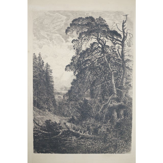 Printmaking Materials Antique English Grove of Trees Gnarled Pines Church Village Etching 17" For Sale - Image 7 of 11
