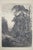 Printmaking Materials Antique English Grove of Trees Gnarled Pines Church Village Etching 17" For Sale - Image 7 of 11