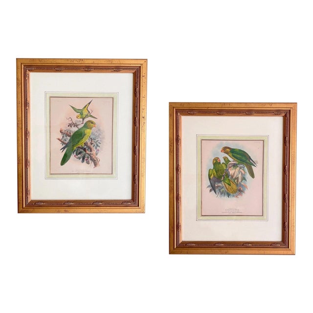 Pair of Framed John Gerrard Keulemans Lory Prints | 1896 Hand-Colored Lithographs, Mivart's Monograph of the Lories For Sale