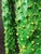 Pop Art Cactus Coat Hanger For Sale - Image 3 of 8