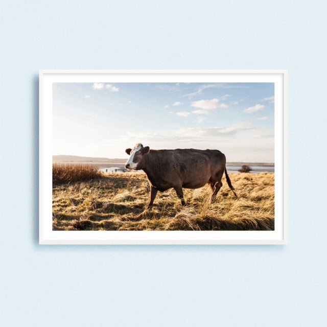 Brown 'Brown Cow' Contemporary English Landscape Fine Art Photography Print, Pastoral Art, Large 45 X 30" Bovine Artwork For Sale - Image 8 of 8