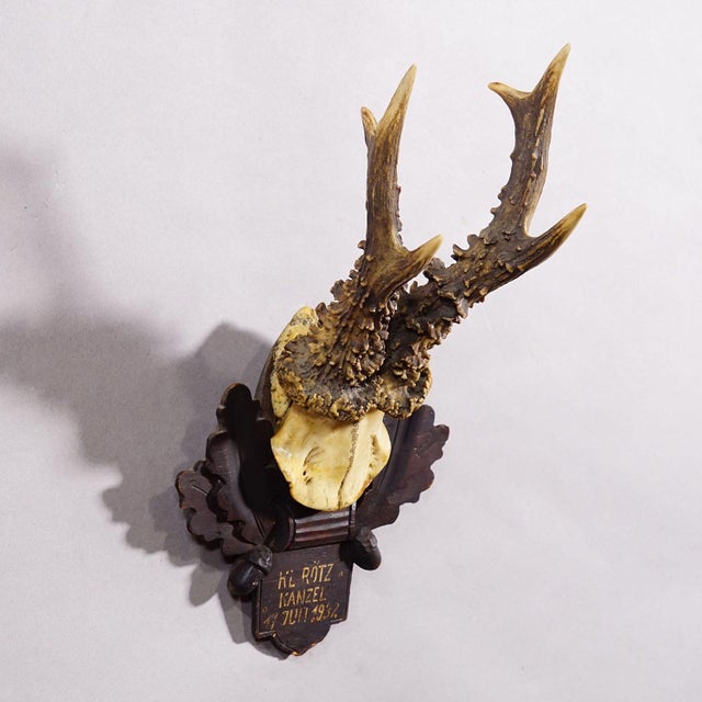 Antique Black Forest Red Deer Trophy on Carved Plaque - Germany 1932 An antique red deer (Capreolus capreolus) trophy on a...