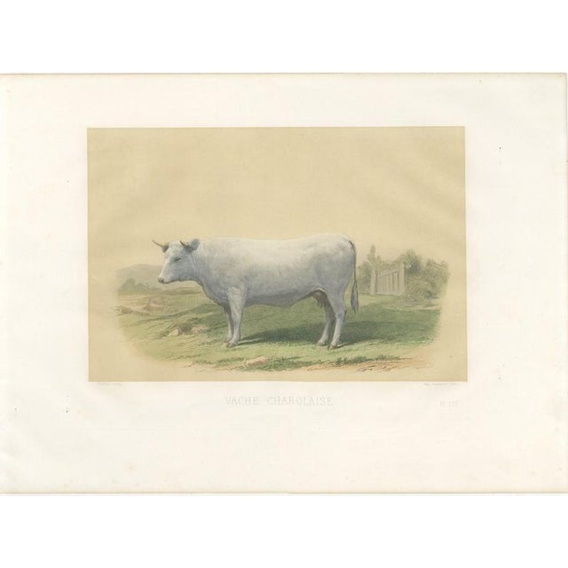 Geoffroy After Jadin, Charolais Cow, 1873, Paper For Sale - Image 3 of 12