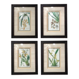 Set of 4 Botanical Colored Vintage Engravings Prints For Sale