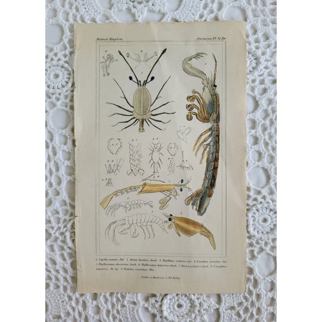 Early 19th Century Original Antique Engraving of Shrimp/Crustacea by Georges Baron Cuvier For Sale - Image 5 of 5