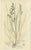 Paper After James Sowerby, Botanical Illustrations of Meadow & Pasture Grasses, 1830s, Engravings, Set of 8 For Sale - Image 7 of 10