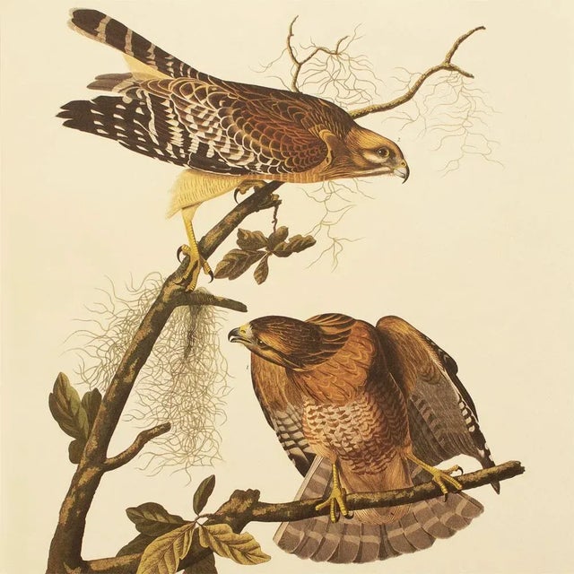 Farmhouse 1990s Red-Shouldered Hawk After Audubon, Large Cottage Style Print For Sale - Image 3 of 12