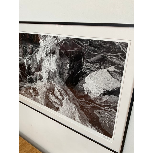 Original Large Print Photograph by Durham, Nc Artist Elliot Blumberg For Sale - Image 11 of 11