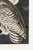 Not Yet Made - Made To Order Snowy Owl, 1827 – John James Audubon Vintage Bird Art Print, 24" X 36" For Sale - Image 5 of 11