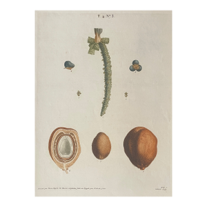 Antique Pierre-Joseph Redouté Date Palm Engraving