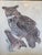 E. Darrell Smith Great Horned Owl Artist Proof, Signed For Sale - Image 4 of 12