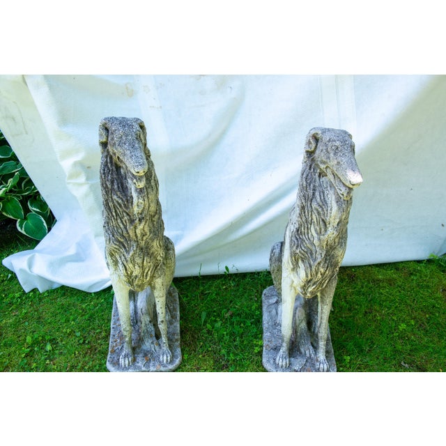 Pair of European 1930s Life Size Borzoi Russian Wolfhound Dogs For Sale - Image 12 of 12