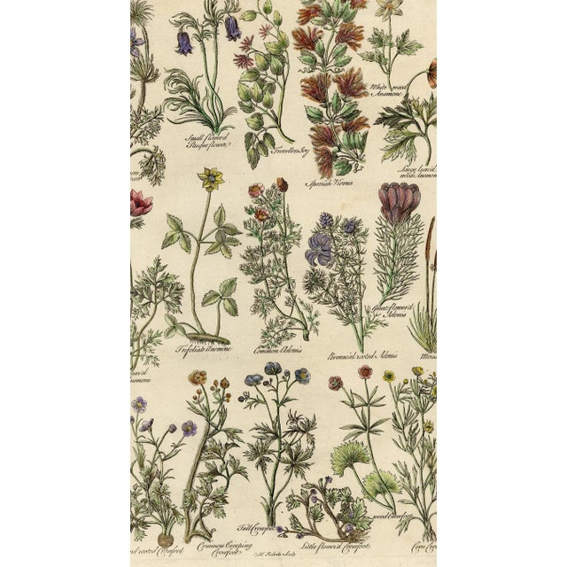 Beautiful and rare antique botanical engraving taken from the famous John Hill herbarium with numerous flowers arranged in...