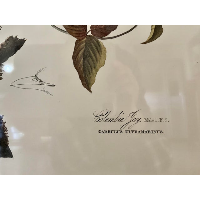 Vintage Audubon Columbia Jay Lithograph in Gold Leaf Frame / Double Elephant Folio For Sale - Image 10 of 12