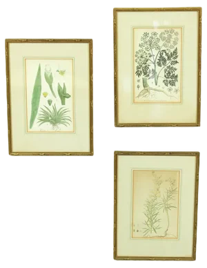 Christiaan Sepp, from Flora Batava, 1807-1814, Copperplate Engravings, Framed, Set of 3