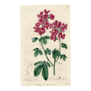 1816, Rattlebox Botanical Print, Botanical Register, Original Antique Botanical Print, Engraving, Hand Colored, England