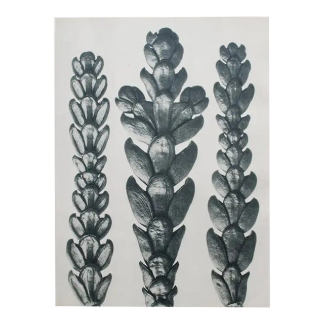 1935 Karl Blossfeldt Two-Sided Photogravure N25-26 For Sale