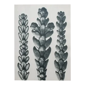 1935 Karl Blossfeldt Two-Sided Photogravure N25-26