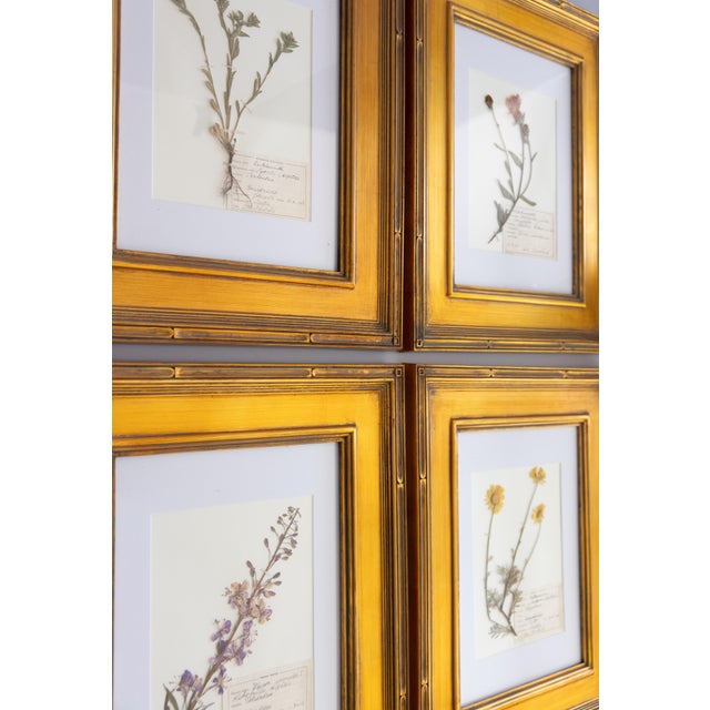 Custom Framed Vintage Finnish Herbarium Botanical Specimens, Set of Four For Sale - Image 12 of 16
