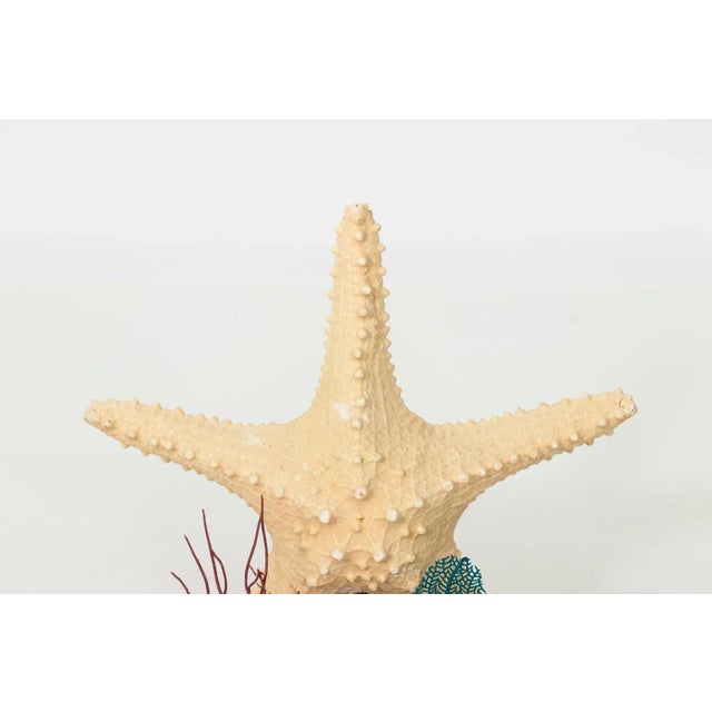 Wood Nautical Shell Display With Starfish For Sale - Image 7 of 8