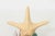 Wood Nautical Shell Display With Starfish For Sale - Image 7 of 8