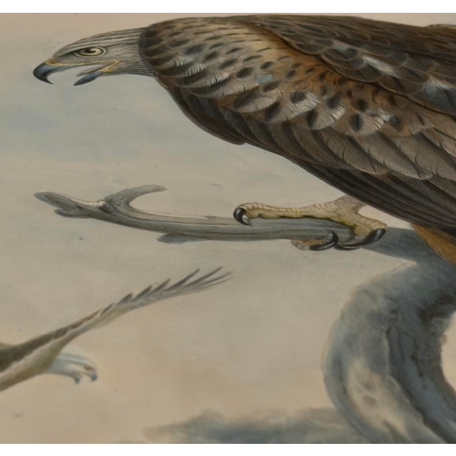 Late 19th Century 19th-Century Framed John Gould Red Kite | Original Antique Bird Print For Sale - Image 5 of 12