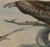 Late 19th Century 19th-Century Framed John Gould Red Kite | Original Antique Bird Print For Sale - Image 5 of 12