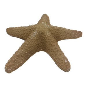 Large Natural Jungle Starfish