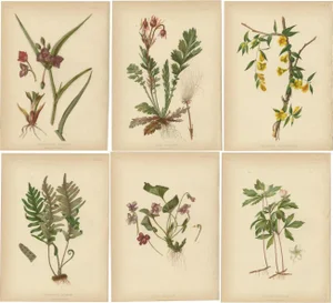 Meehan, Native US Flora, Original Chromolithographs, 1879, Set of 6