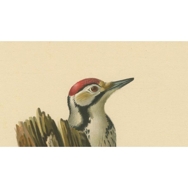 Swedish White-Backed Woodpecker on Woodland Trunk with Bird Print, 1929 For Sale - Image 4 of 10