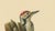 Swedish White-Backed Woodpecker on Woodland Trunk with Bird Print, 1929 For Sale - Image 4 of 10