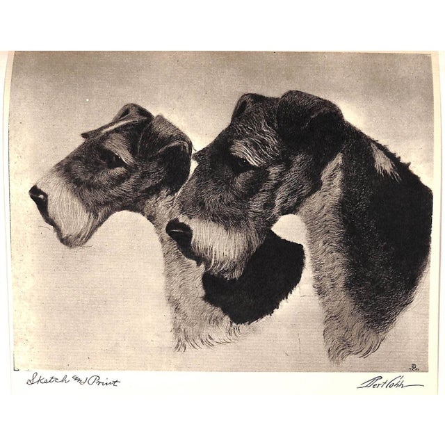 Traditional "Portraits of Dogs" 1931 Cobb, Bert For Sale - Image 3 of 12
