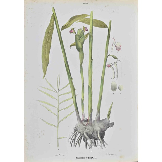 Vincenzo Tenore, Zingiber Officinale, Lithograph, 1870s For Sale