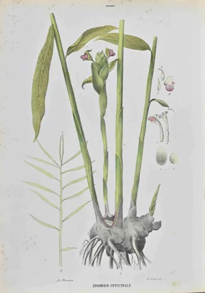 Vincenzo Tenore, Zingiber Officinale, Lithograph, 1870s