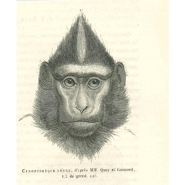 The Gorilla is an original lithograph on ivory-colored paper, realized by Paul Gervais (1816-1879). The artwork is from...