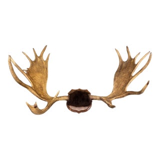 Mounting Moose Antler Plaque For Sale
