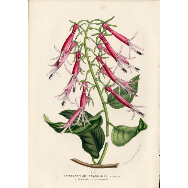 Traditional 14 Van Houtte Botanicals! Hand Color c.1853 Set A For Sale - Image 3 of 15