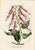 Traditional 14 Van Houtte Botanicals! Hand Color c.1853 Set A For Sale - Image 3 of 15