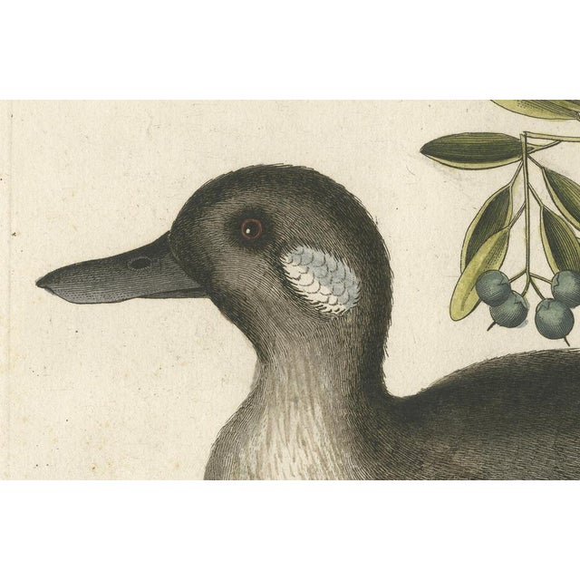 Title: Die Kleine Weiße und Braune Ente - Hand-Colored Engraving of the Small Brown and White Duck with Botanical Detail...