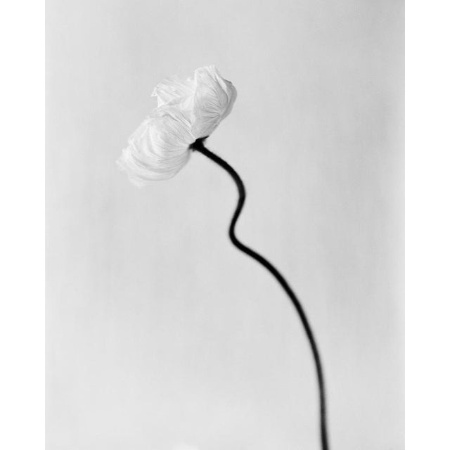 Poppy Bloom’ London, United Kingdom 2024. It is a still life black and white film photograph, made with a large format 4x5...