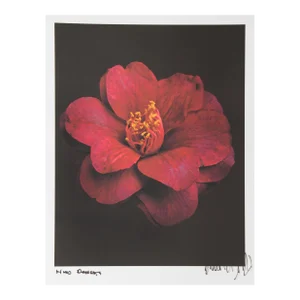 Red Daisy, Jonathan Singer, Photography