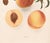 1900s U. P. Hedrick, Original Antique Photogravure of Elberta Peaches For Sale - Image 4 of 7