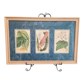 Walter Hood Fitch and Louis Van Houte 19th Century Botanical Print For Sale