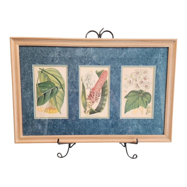 Walter Hood Fitch and Louis Van Houte 19th Century Botanical Print For Sale