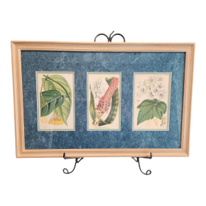 Walter Hood Fitch and Louis Van Houte 19th Century Botanical Print
