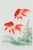 Two Veil Goldfish by Ohara Koson, Vintage Japanese Art Print Reproduction, 16" X 24" For Sale