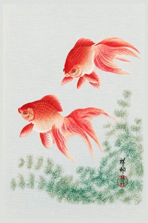 Two Veil Goldfish by Ohara Koson, Vintage Japanese Art Print Reproduction, 16" X 24"