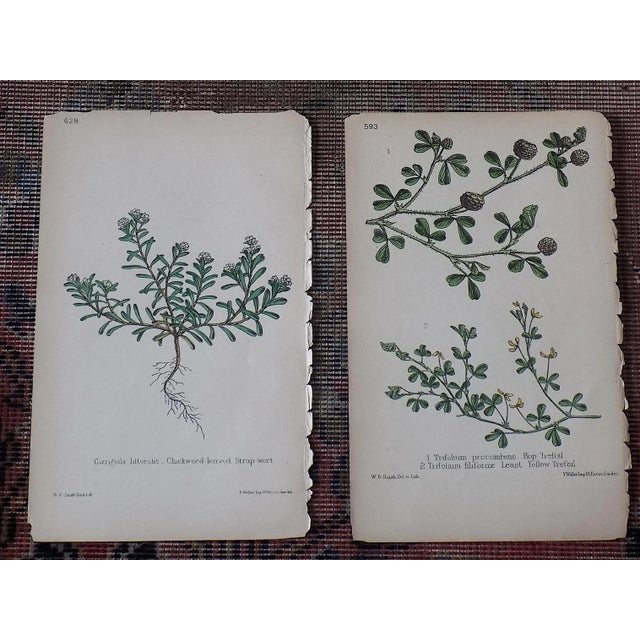 This set of three (3) authentic antique 19th C. hand colored botanical lithographs depict different varieties of...